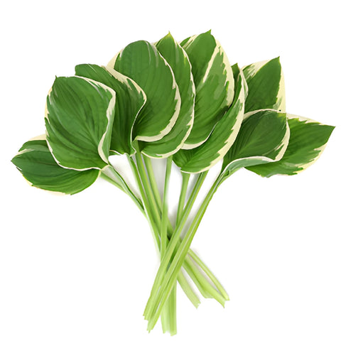 Green Picotee Designer Hosta Leaves