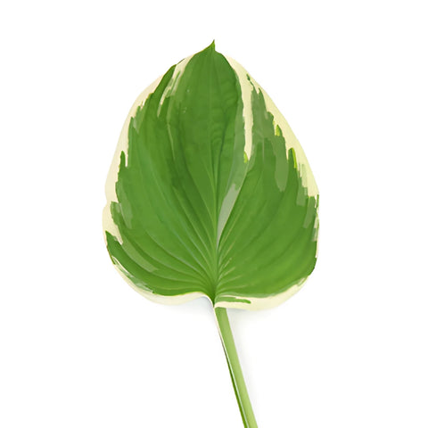 Green Picotee Designer Hosta Leaves