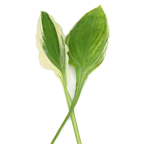 Designer Bicolor Lime Hosta Greenery