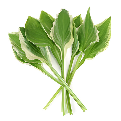 Designer Bicolor Lime Hosta Greenery