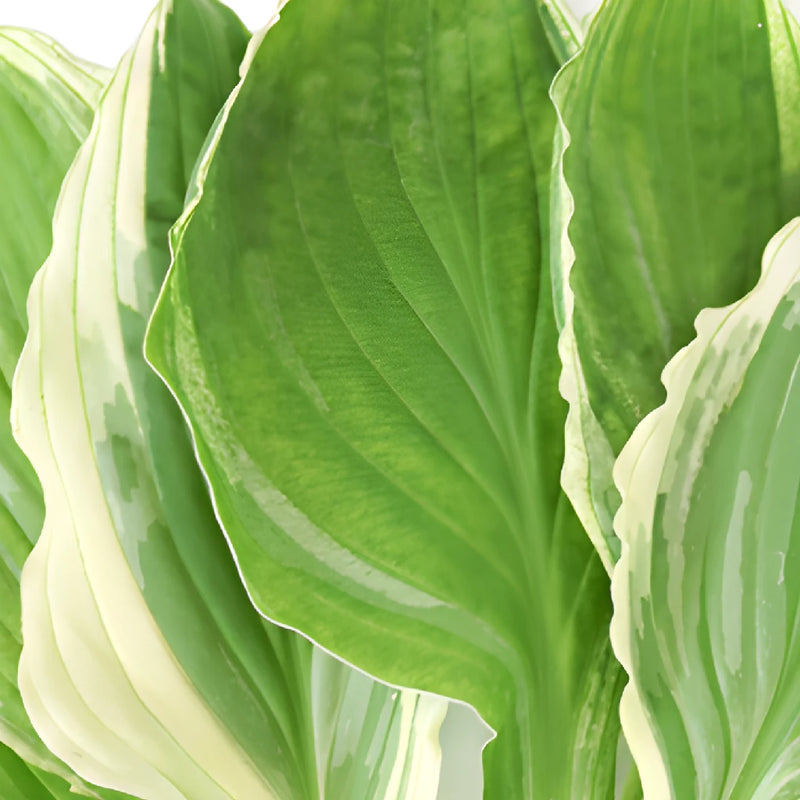 Designer Bicolor Lime Hosta Greenery