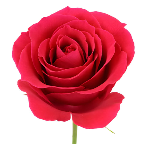 Pink Cherry Sweetheart Roses