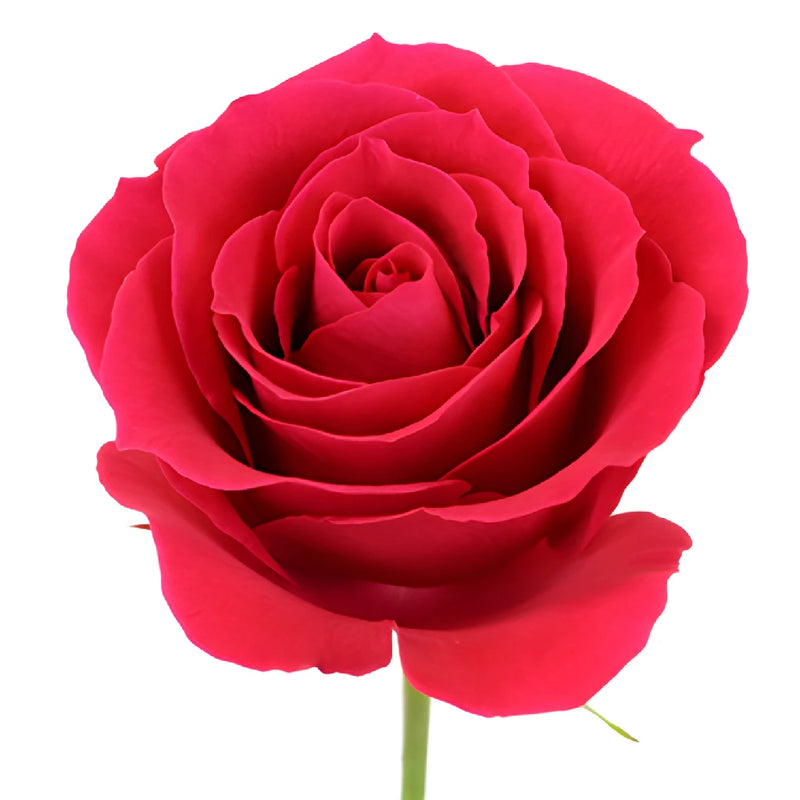 Pink Cherry Sweetheart Roses