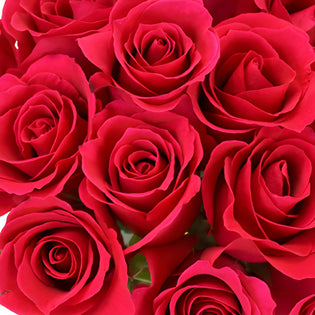 Pink Cherry Sweetheart Roses
