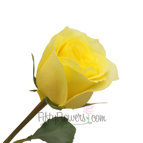 Hot Merengue Lemon Rose Side View