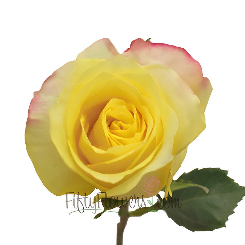 Hot Merengue Lemon Yellow Rose Up Close
