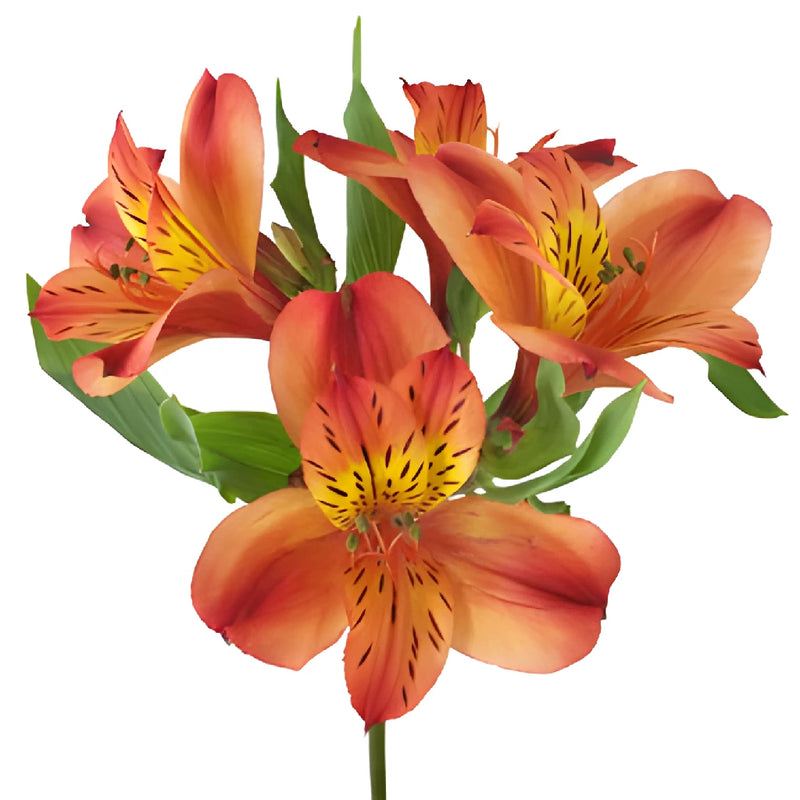 Buy Wholesale Burnt Orange Alstroemeria Bulk Flower in Bulk - Fifty...