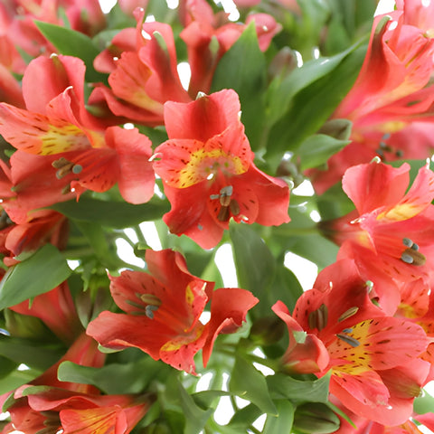Hot Pepper Dark Orange Alstroemeria Wholesale Flower Up close