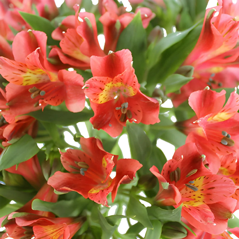 Hot Pepper Dark Orange Alstroemeria Wholesale Flower Up close