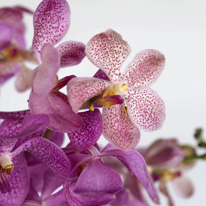 Hot Pink Bicolor Mokara Orchids Close Up - Image