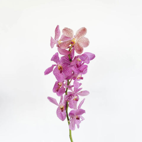 Hot Pink Bicolor Mokara Orchids Stem - Image