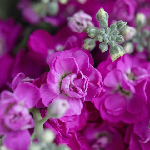 Hot Pink Bulk Spray Stock Flower Close Up - Image