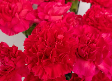 Hot Pink Carnation Flowers Close Up - Image