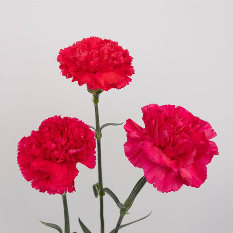 Hot Pink Carnations Valentines Day Special Stem - Image