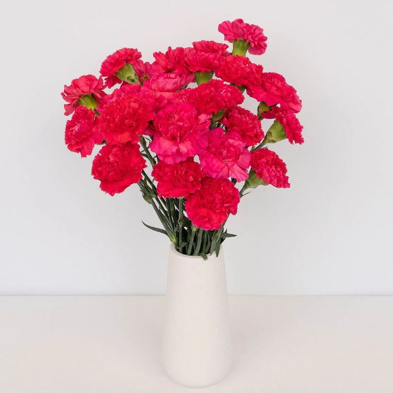 Hot Pink Carnations Valentines Day Special Vase - Image