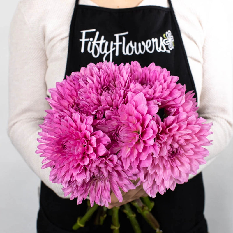 Hot Pink Dahlia Flower Bunch in Hand