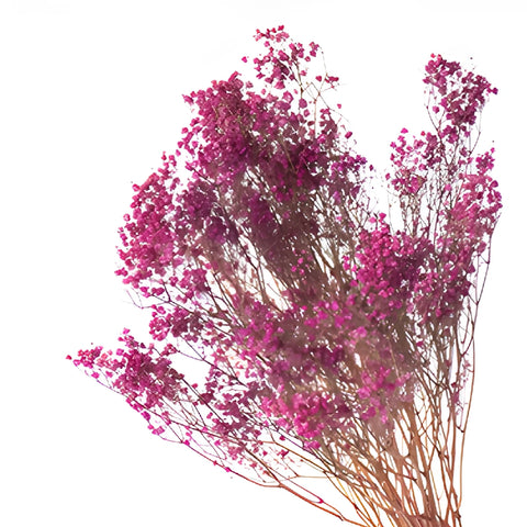 Hot Pink Dried Baby's Breath Flower