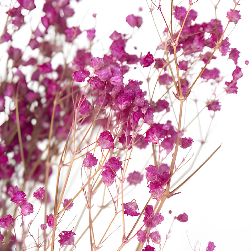 Hot Pink Dried Baby's Breath Flower