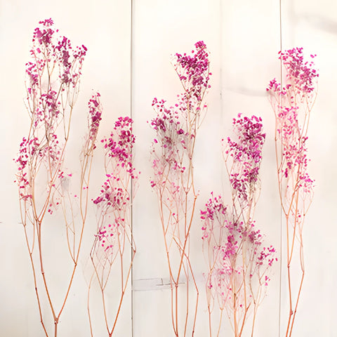 Hot Pink Dried Baby's Breath Flower