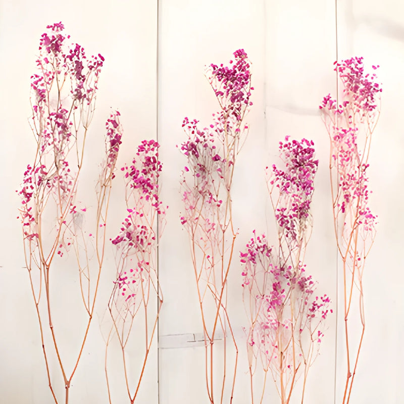 Hot Pink Dried Baby's Breath Flower