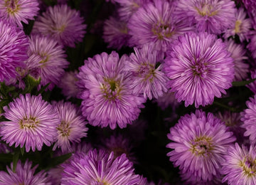 Hot Pink Duplo Aster Close Up - Image