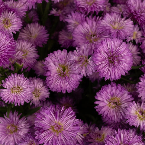 Hot Pink Duplo Aster Close Up - Image