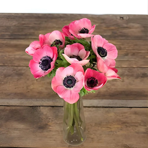 Hot Pink Fresh Cut Anemones