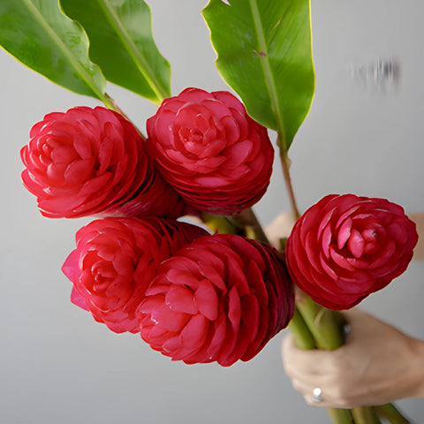 Hot Pink Tropical Ginger