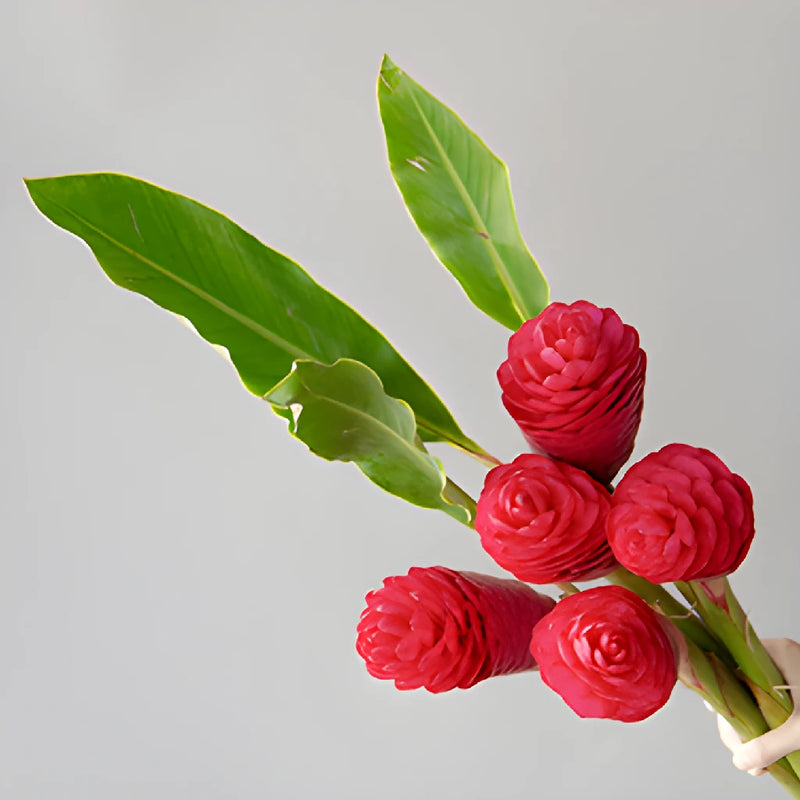 Hot Pink Tropical Ginger