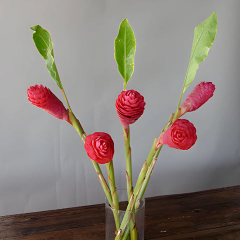 Hot Pink Tropical Ginger