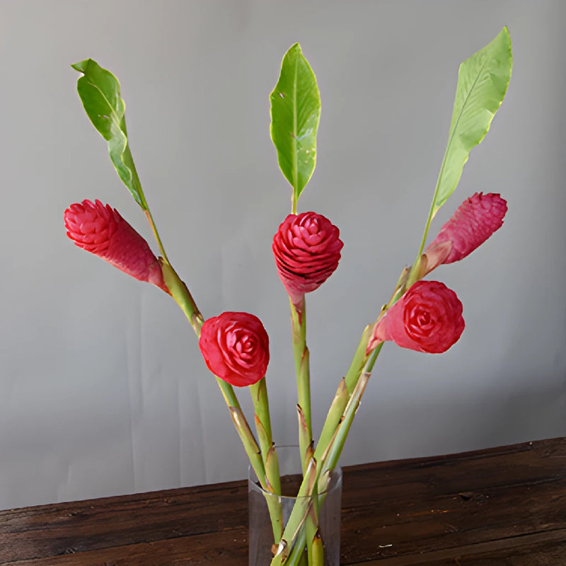 Hot Pink Tropical Ginger