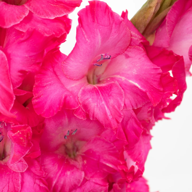 Hot Pink Gladiolus Flowers