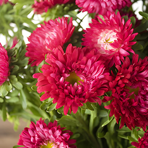 Hot Pink Matsumoto Aster Flowers