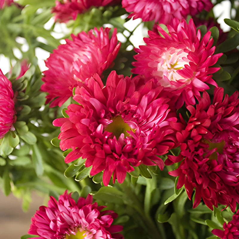 Hot Pink Matsumoto Aster Flowers