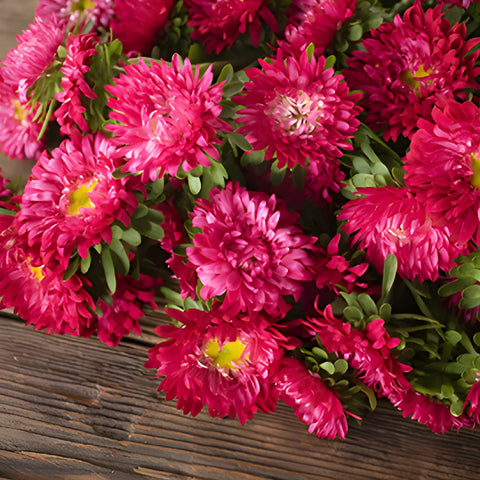 Hot Pink Matsumoto Aster Flowers