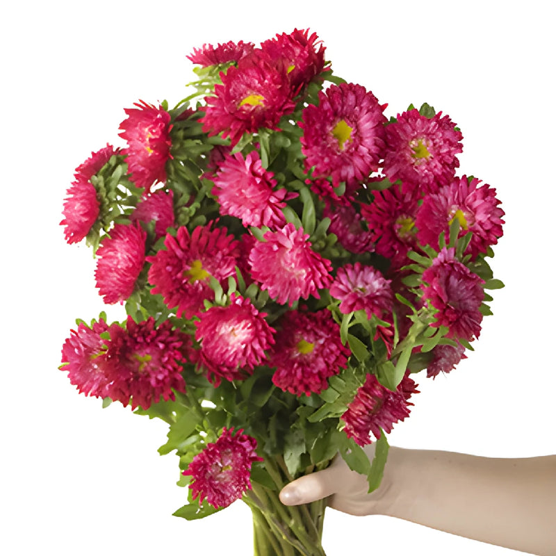 Hot Pink Matsumoto Aster Flowers