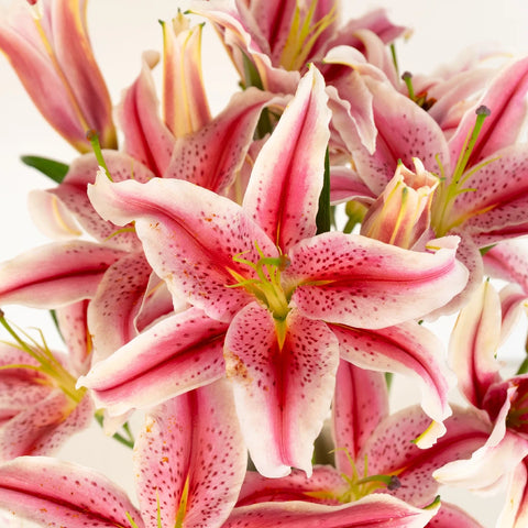 Hot Pink Oriental Lilies Close Up - Image