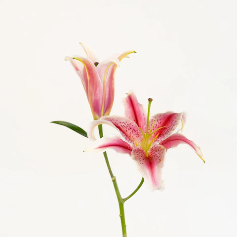 Hot Pink Oriental Lilies Stem - Image