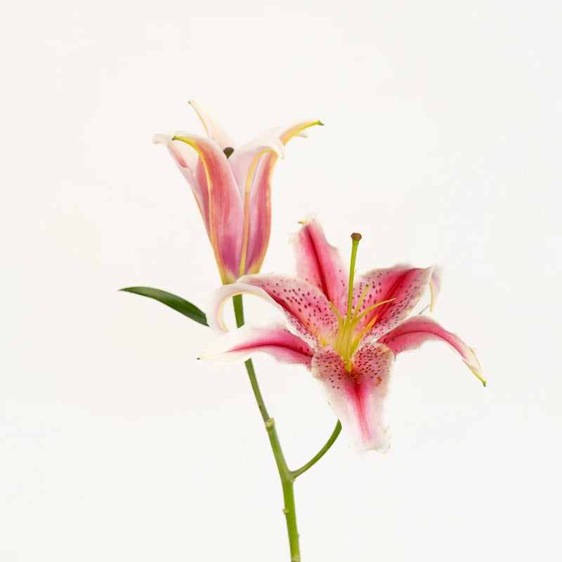 lily flower single Buy Wholesale Hot Pink Oriental Lilies in Bulk