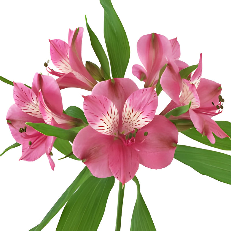 Hot Pink Peruvian Lily Flower FlatLay
