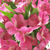 Hot Pink Peruvian Lily Flower