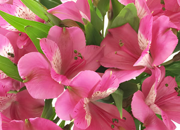 Hot Pink Peruvian Lily Flower Up Close
