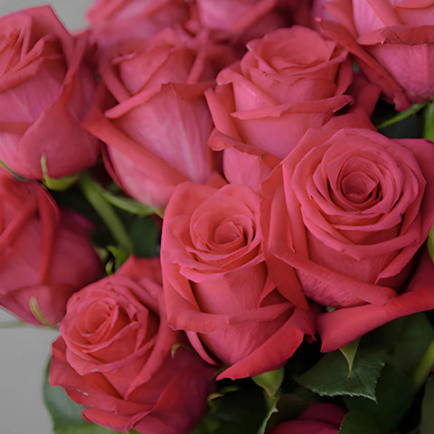 Grace Kelly Hot Pink Roses