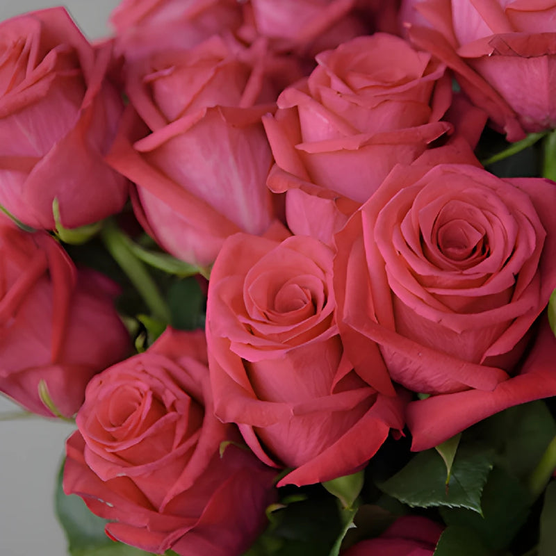 Grace Kelly Hot Pink Roses