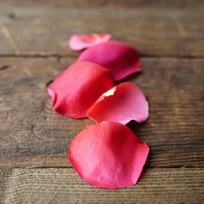 Hot Pink Fresh Rose Petals Wholesale