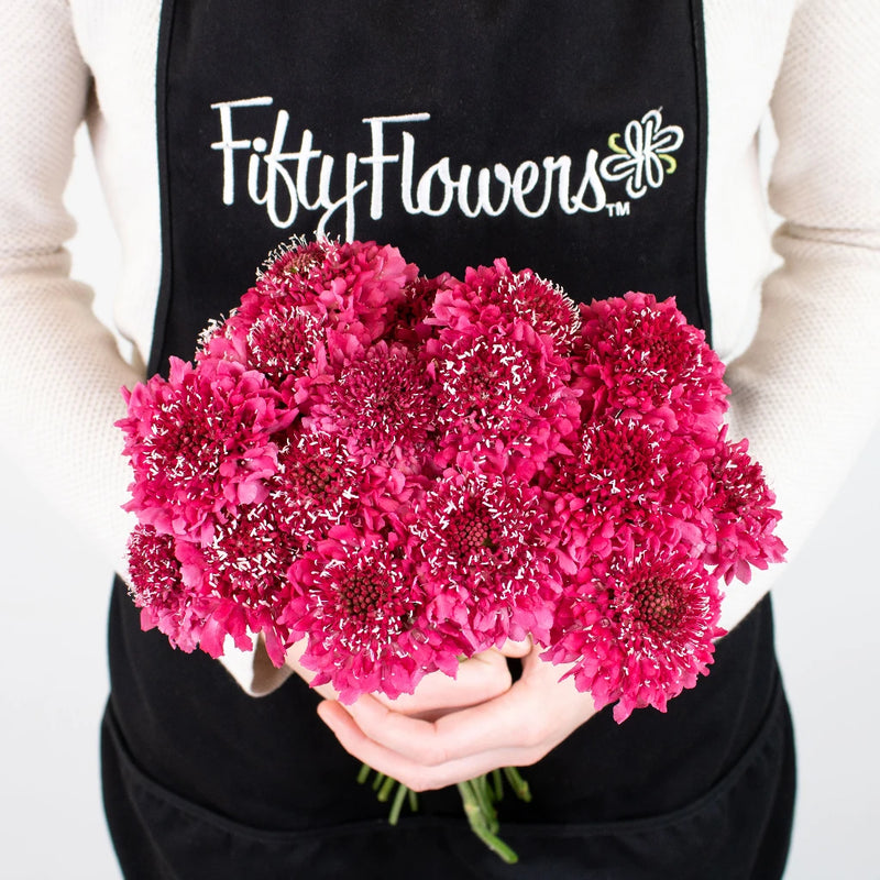 Hot Pink Scabiosa Flower Bunch in Hand