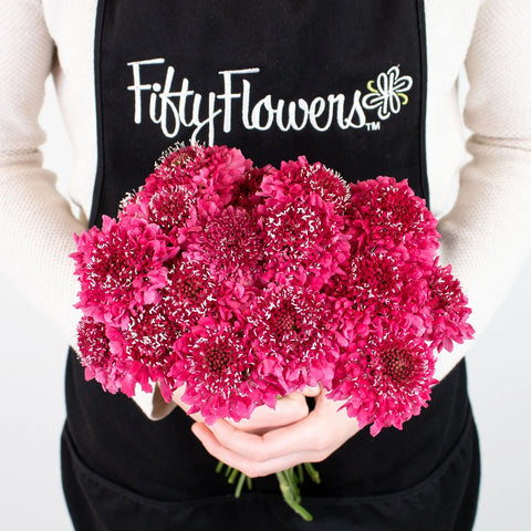 Hot Pink Scabiosa Flower Bunch in Hand
