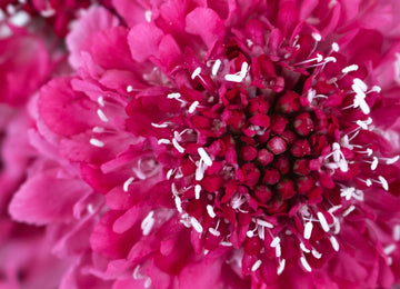 Hot Pink Scabiosa Flower Up Close