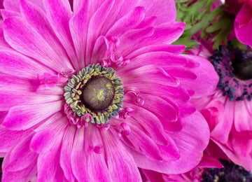 Hot Pink Full Star Anemone Wholesale Flower Upclose