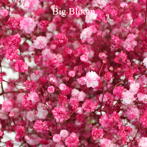 Hot Pink Airbrushed Baby's Breath Flower